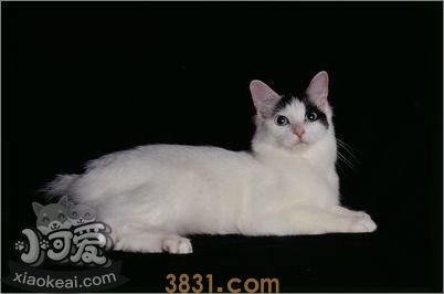 日本短尾猫视网膜炎有什么症状 视网膜炎症状介绍(图1)