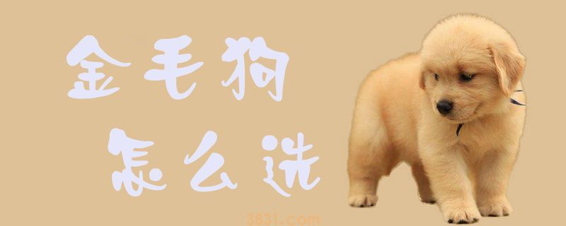 金毛狗怎么选(图1)