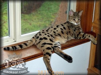 热带草原猫幼猫怎么养 幼猫饲养注意事项(图1)