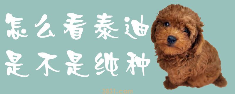 怎么看泰迪是不是纯种(图1)