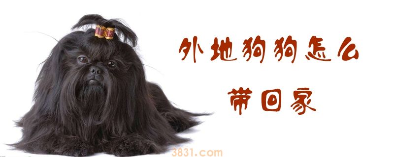 外地狗狗怎么带回家(图1)