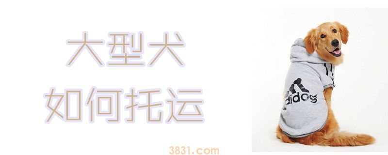 大型犬如何托运(图1)