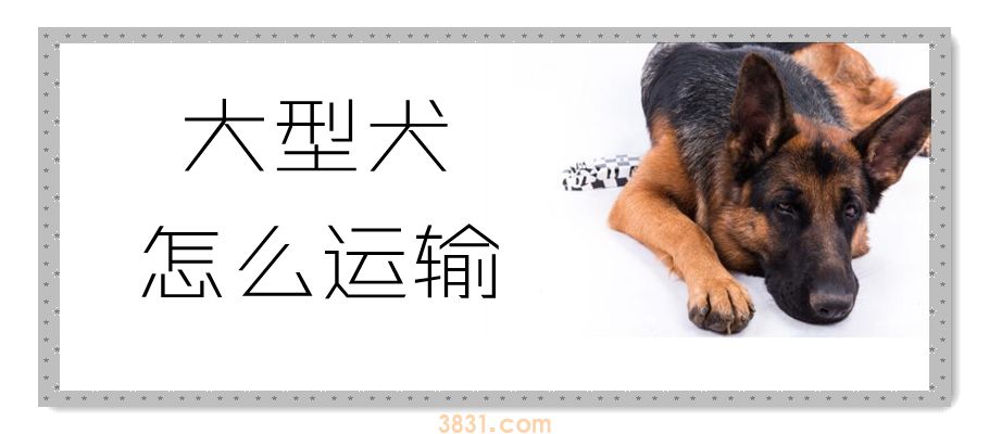 大型犬怎么运输(图1)