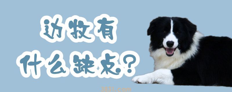 边牧有什么缺点(图1)