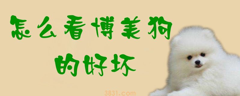 怎么看博美狗的好坏(图1)