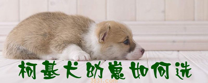 柯基犬幼崽如何选(图1)
