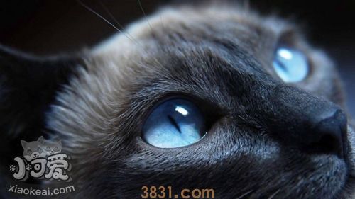 哈瓦那棕猫怎么洗澡 哈瓦那猫洗澡注意事项(图1)