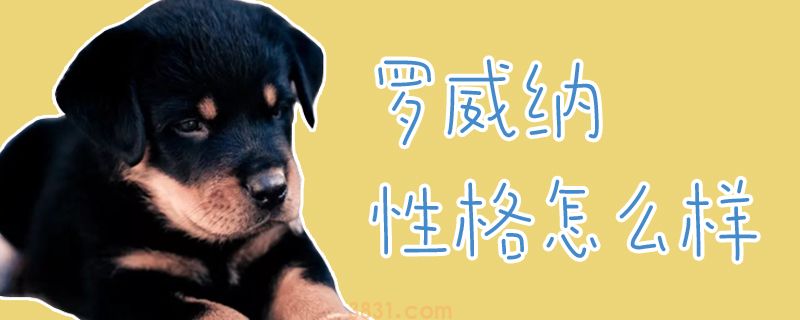 罗威纳性格怎么样(图1)