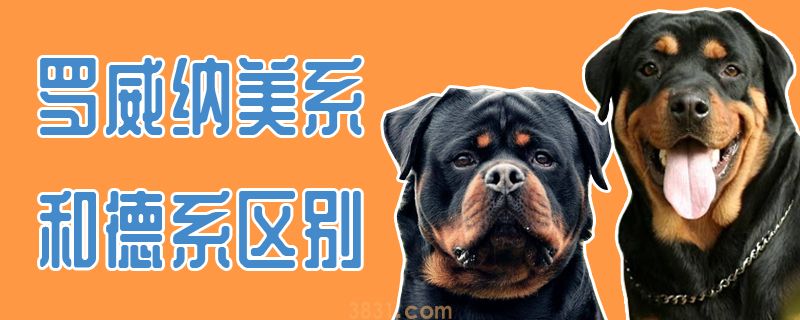 罗威纳美系和德系区别(图1)