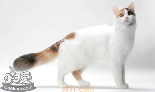 土耳其梵猫打喷嚏什么原因 土耳其梵猫打喷嚏原因(图1)