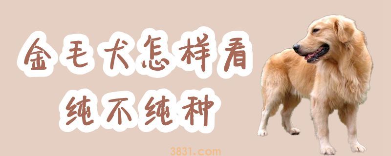 金毛犬怎样看纯不纯种(图1)
