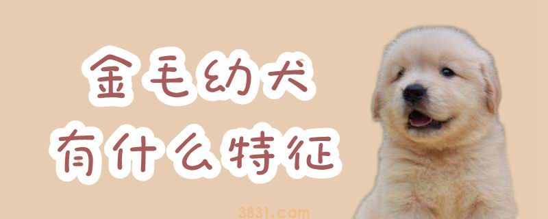 金毛幼犬有什么特征(图1)