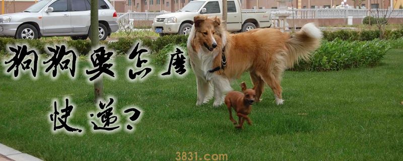 狗狗要怎么快递(图1)