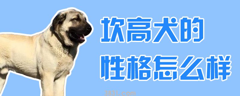 坎高犬的性格怎么样(图1)