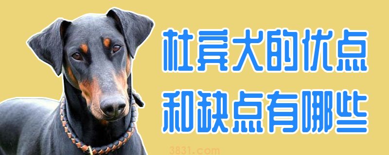 杜宾犬的优点和缺点有哪些(图1)