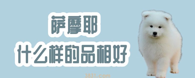 萨摩耶什么样的品相好(图1)