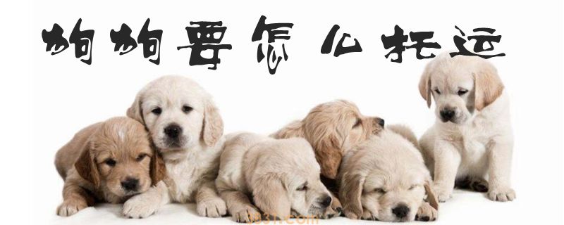 狗狗要怎么托运(图1)