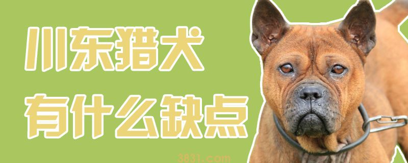川东猎犬有什么缺点(图1)