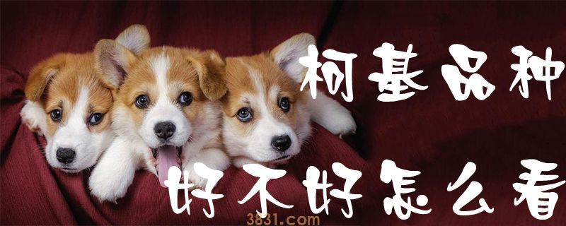 柯基品种好不好怎么看(图1)