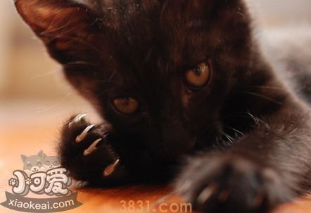 孟买猫便秘吃什么 孟买猫便秘饮食推荐(图1)