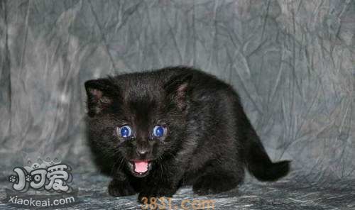 怎么训练孟买猫装死 孟买猫装死训练(图1)