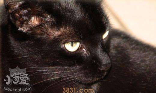 怎么训练孟买猫用猫砂 猫砂使用方法(图1)