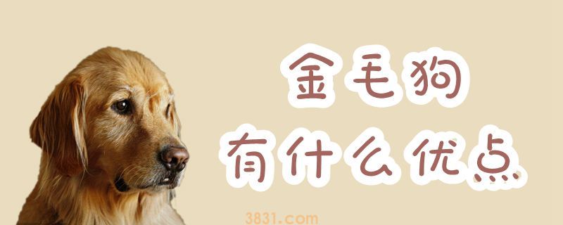 金毛狗有什么优点(图1)