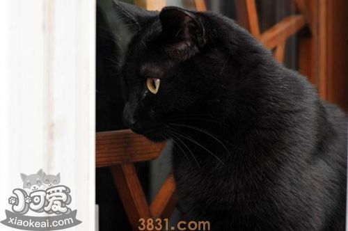 如何训练孟买猫握手 孟买猫握手训练(图1)