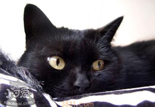 孟买猫吃什么水果 孟买猫水果食用推荐(图1)