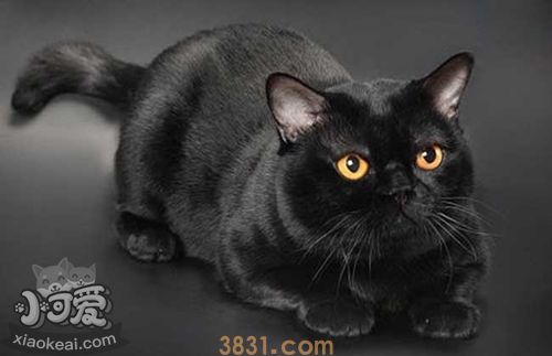 孟买猫应该怎么养 孟买猫喂养指南(图1)