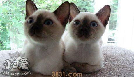 东奇尼猫肾衰有什么症状 东奇尼猫肾衰症状介绍(图1)