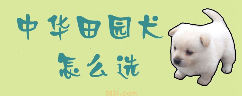 中华田园犬怎么选(图1)