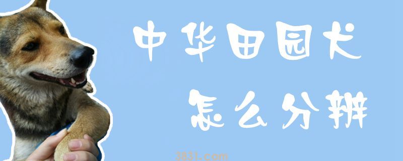 中华田园犬怎么分辨(图1)