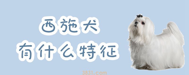 西施犬有什么特征(图1)