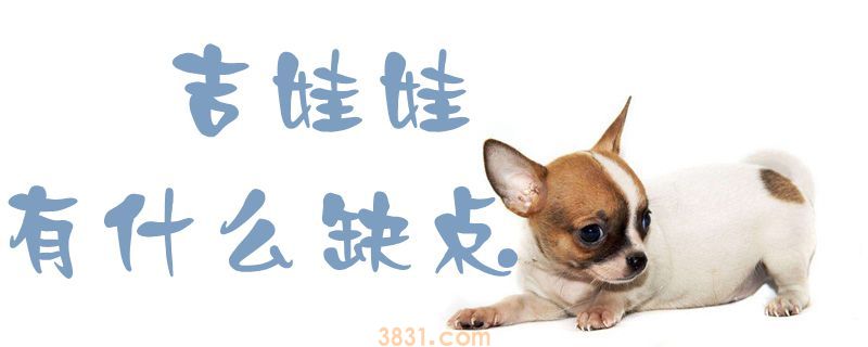 吉娃娃有什么缺点 爱乱叫警戒心强(图1)