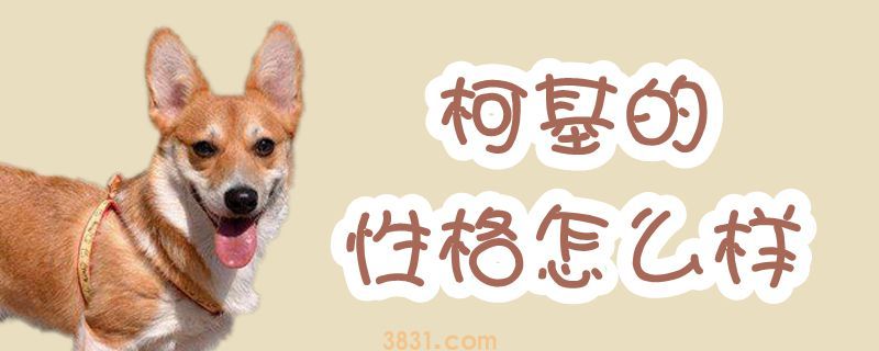 柯基的性格怎么样(图1)