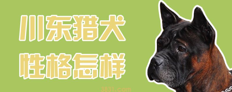 川东猎犬性格怎样(图1)