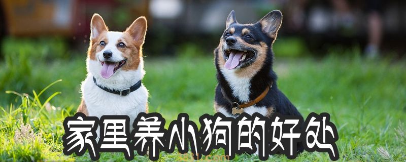 家里养小狗的好处(图1)