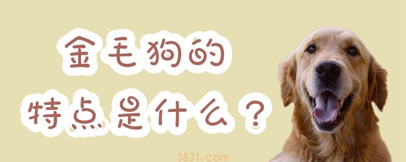金毛狗的特点是什么(图1)
