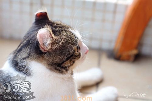 美国卷耳猫有狂犬病吗 美国卷耳猫狂犬病症状(图1)