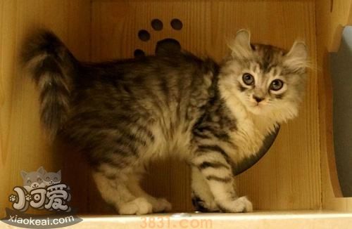 美国卷耳猫感冒吃什么药 美国卷耳猫感冒用药介绍(图1)