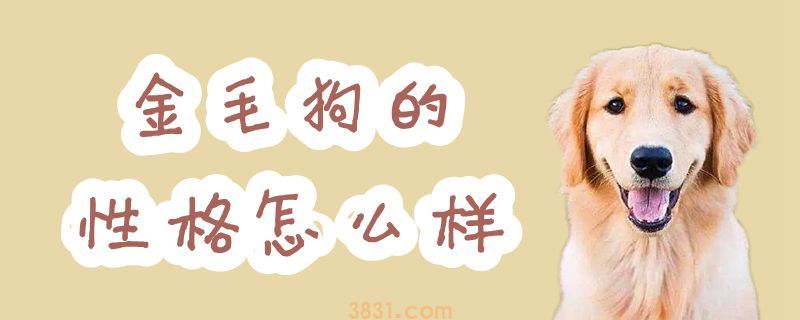 金毛狗的性格怎么样(图1)