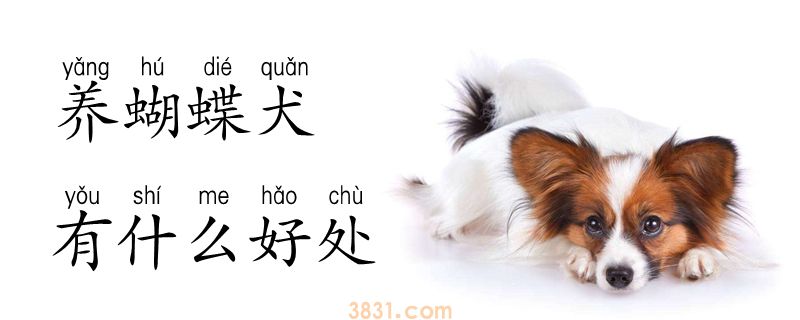 养蝴蝶犬有什么好处(图1)