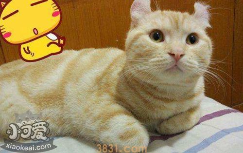 美国卷耳猫会游泳吗 美国卷耳猫游泳训练(图1)