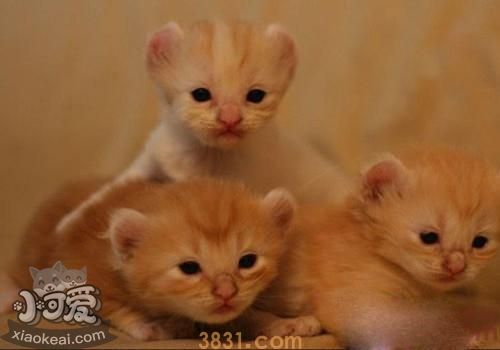 美国卷耳猫不听话怎么办 美国卷耳猫不听话训练方法(图1)