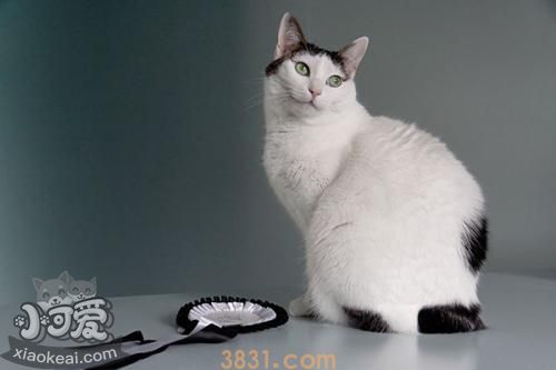 怎么训练日本短尾猫不叫 日本短尾猫乱叫解决办法(图1)