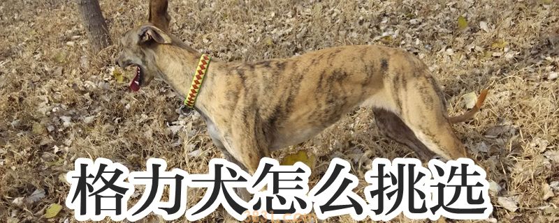 格力犬怎么挑选(图1)