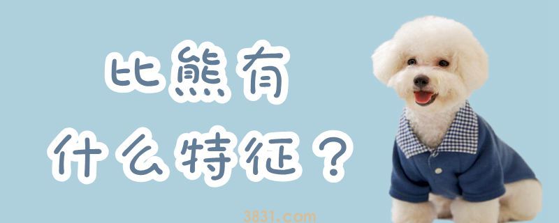 比熊有什么特征(图1)