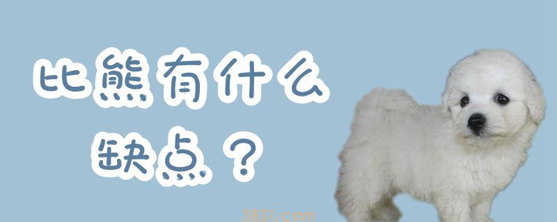 比熊有什么缺点(图1)