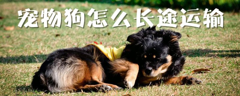 宠物狗怎么长途运输(图1)